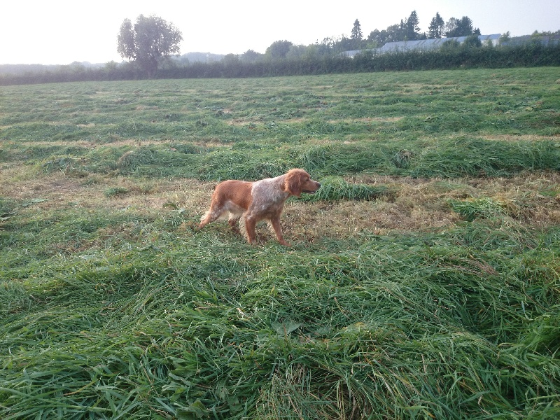 Gwen De La Fleur D'oranger